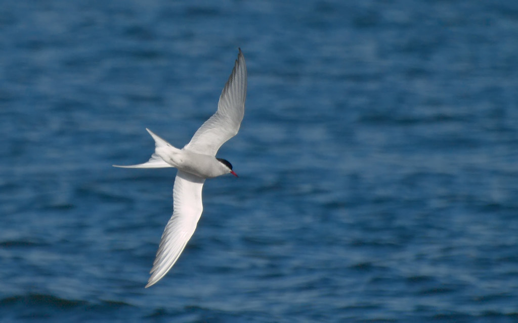 An Arctic Tern soars gracefully against a backdrop of blue ocean water.
