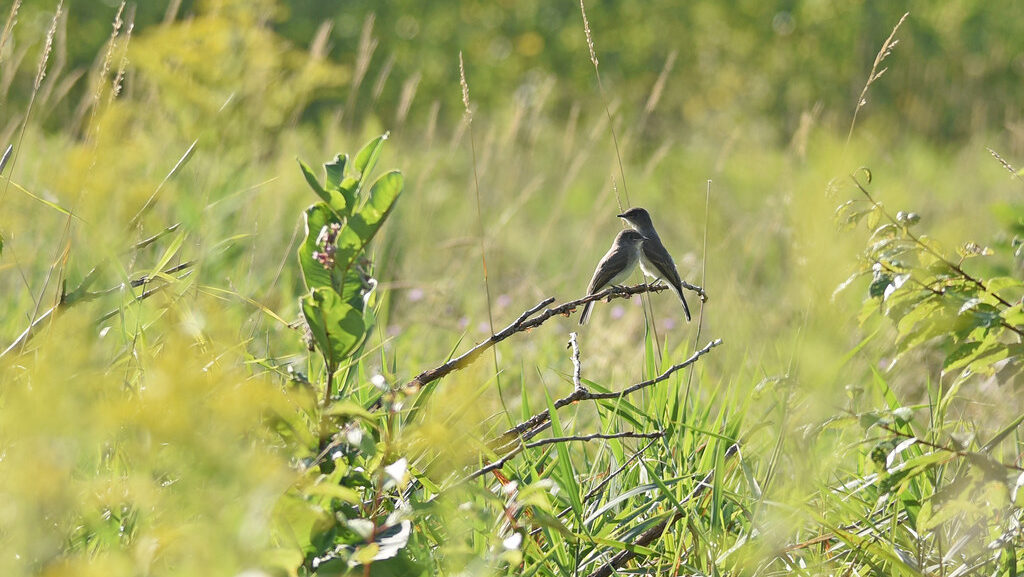 Eastern Phoebes perched together on twig in open grassy field