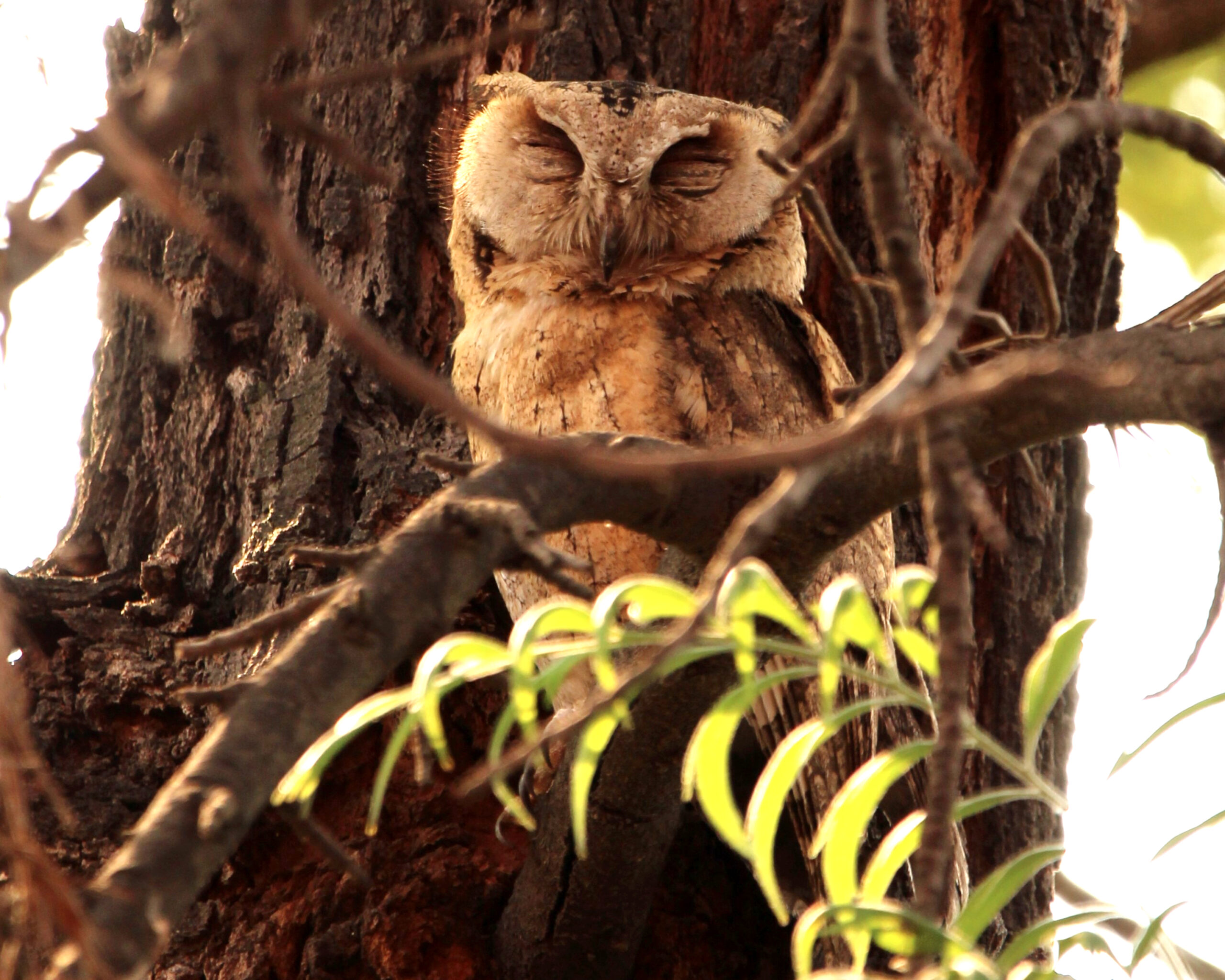 A sleeping Indian Scops Owl is perched on a tree trunk, partially obscured by branches.