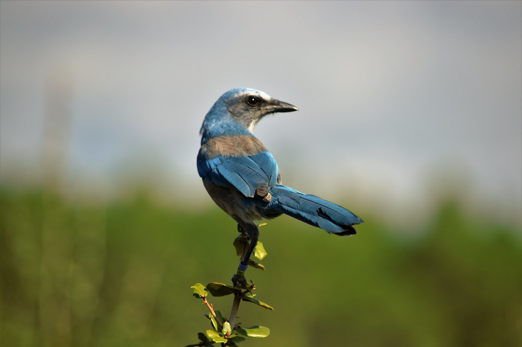 A Florida Scrub-Jay with blue wings and a gray body perches on a leafy twig.