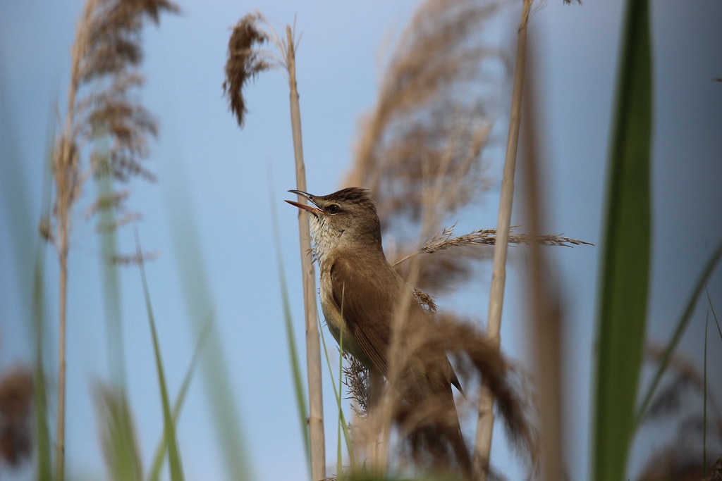 A Great Reed Warbler perches amidst reeds, its beak open.