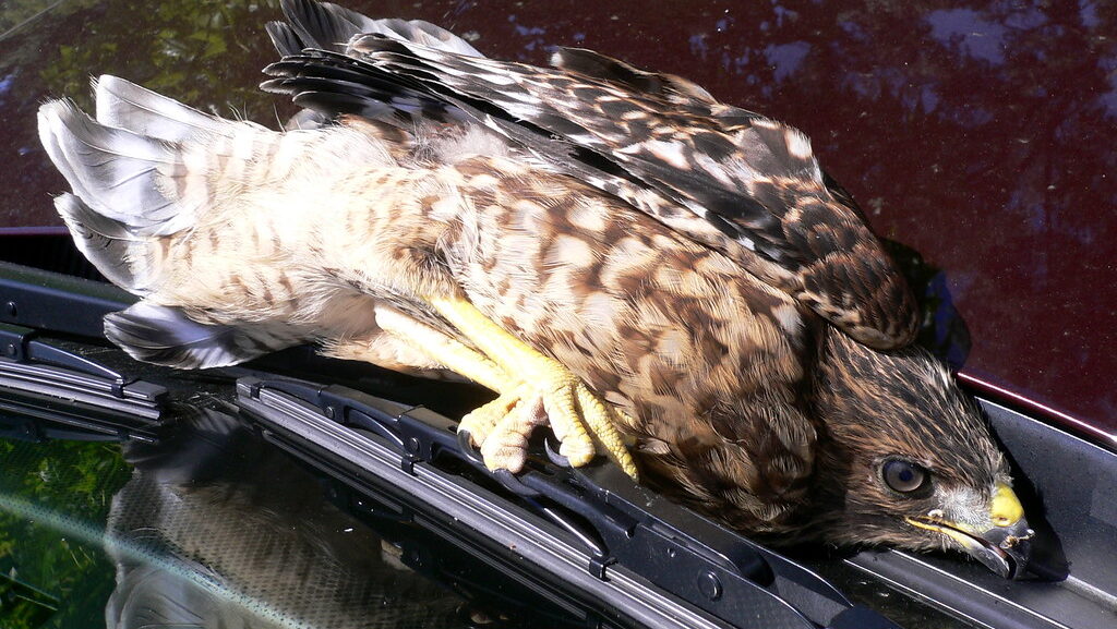 hawk on car windshield suffering from dehydration showing signs of confusion