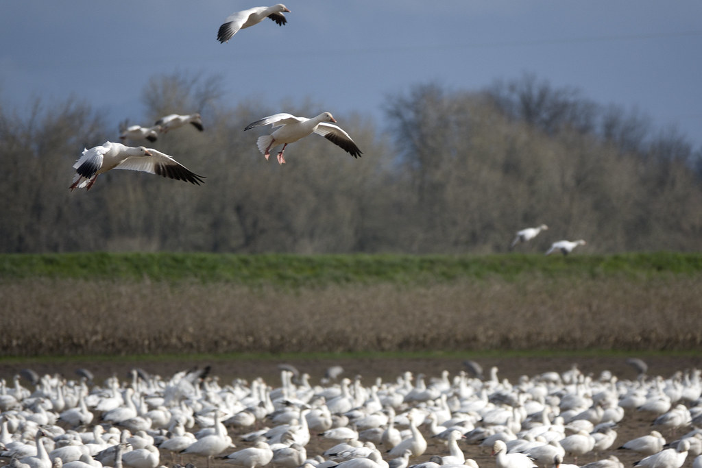 Snow geese in flight and on the ground, filling a wide open field.