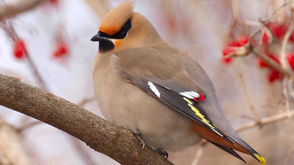 Bohemian Waxwing perched sideways on a branch, showcasing its smooth plumage and distinctive red wax tips on feathers