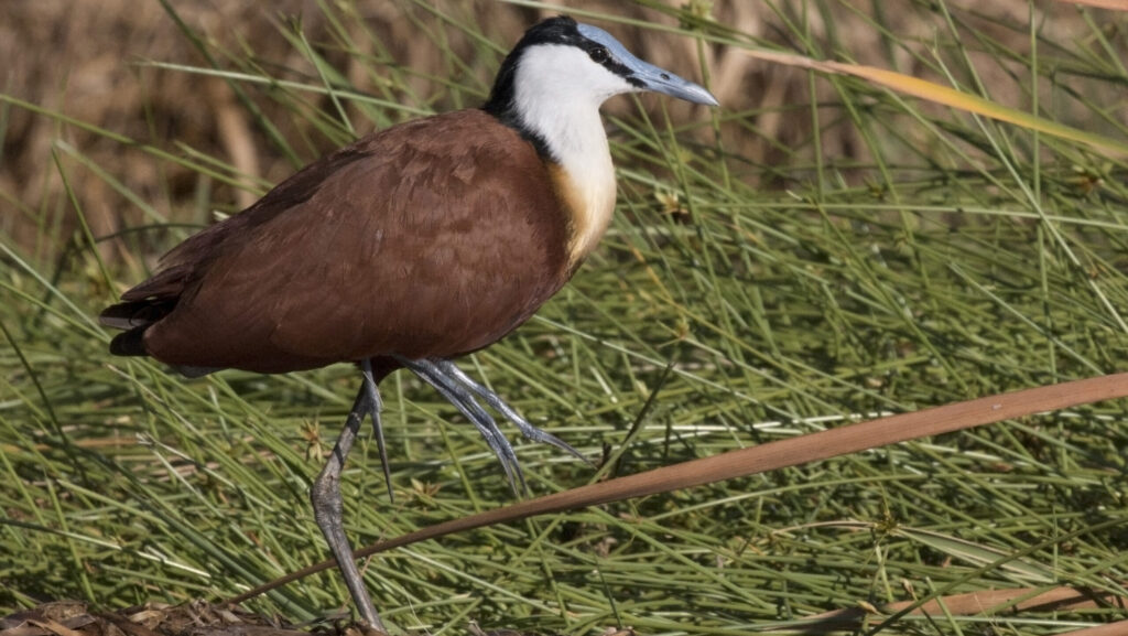 African Jacana on top of leaves covering wetland surface