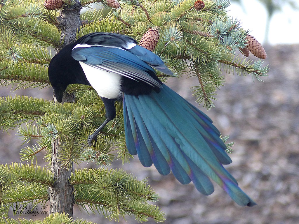 A Eurasian Magpie perches on a pine branch.
