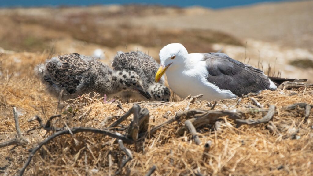 seagull with chicks in nest on coastal terrain