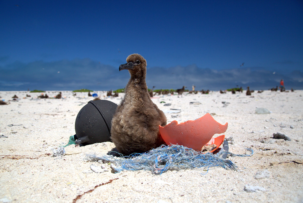 A Laysan Albatross chick sits amongst plastic debris on a sandy shore.