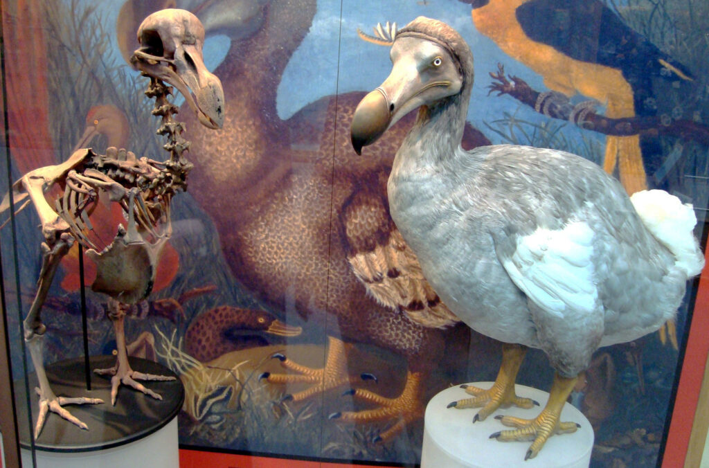 A Dodo bird with grey and white plumage stands in front of a painted backdrop.