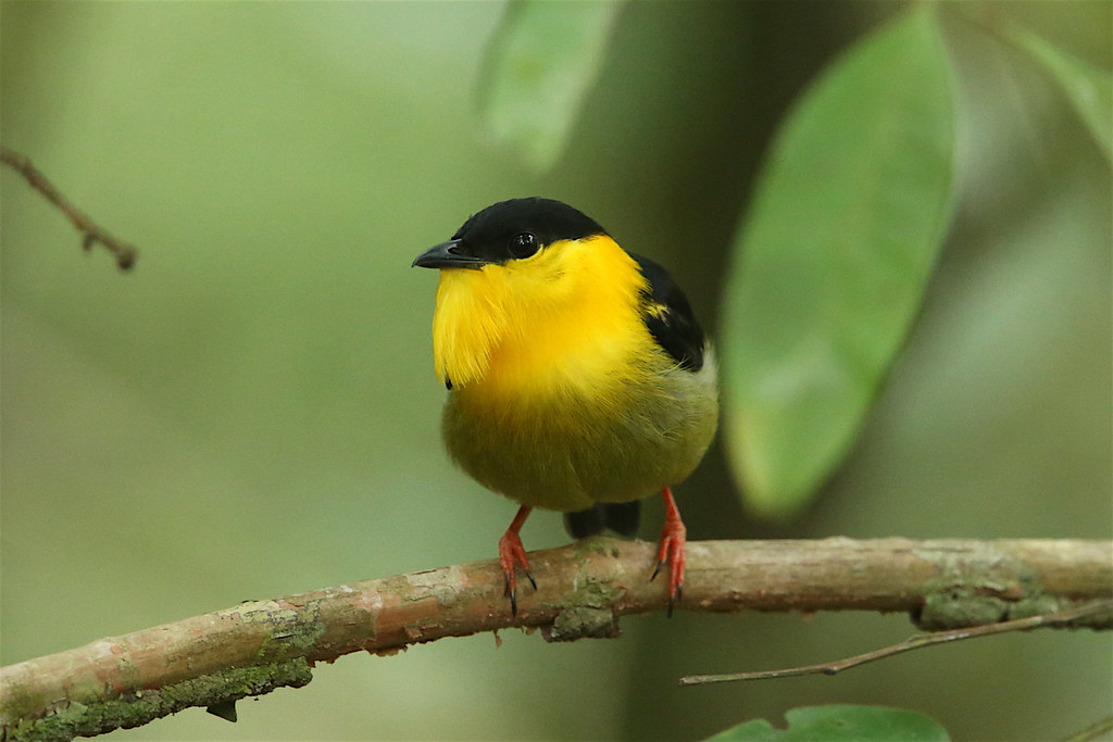 A Golden-collared Manakin perches on a branch.