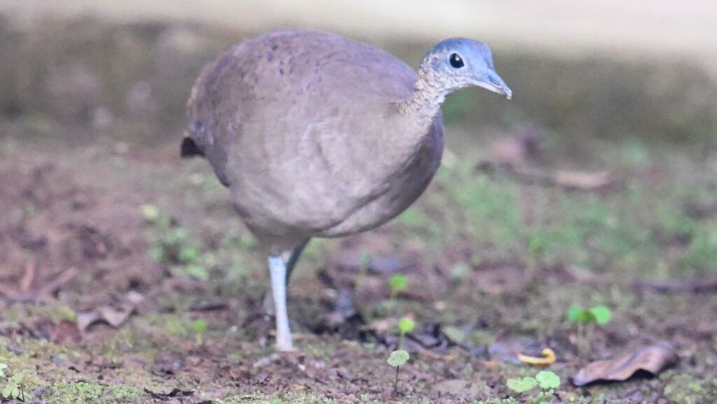 Great Tinamou walking on bare forest soil