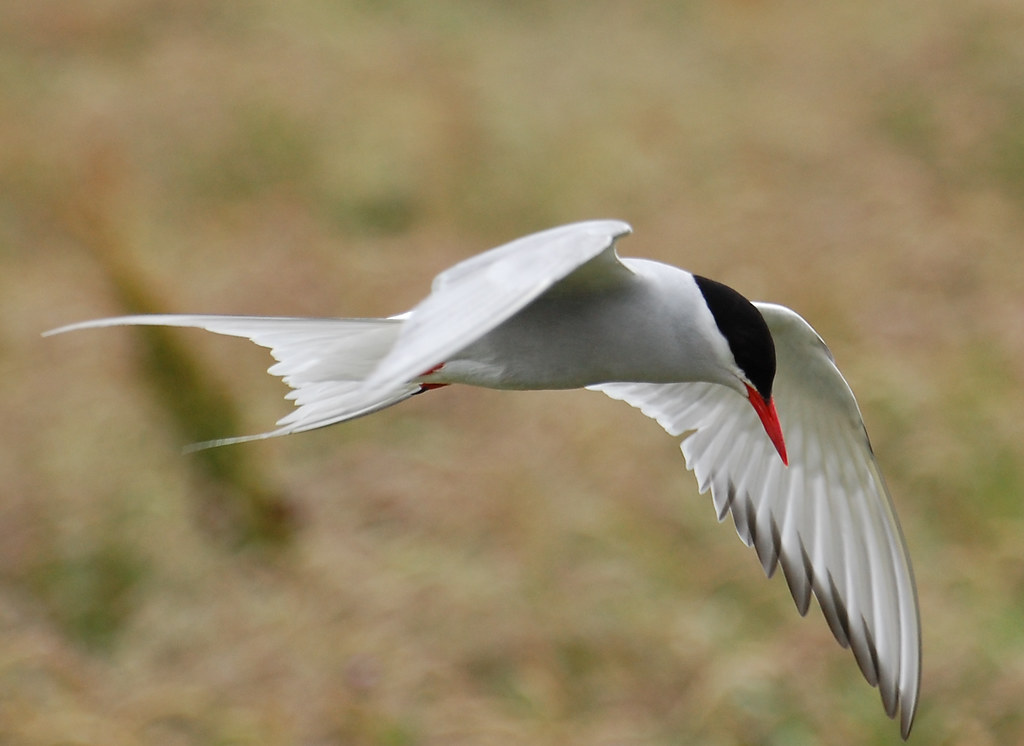 An Arctic Tern with white and grey plumage and a red beak flies.