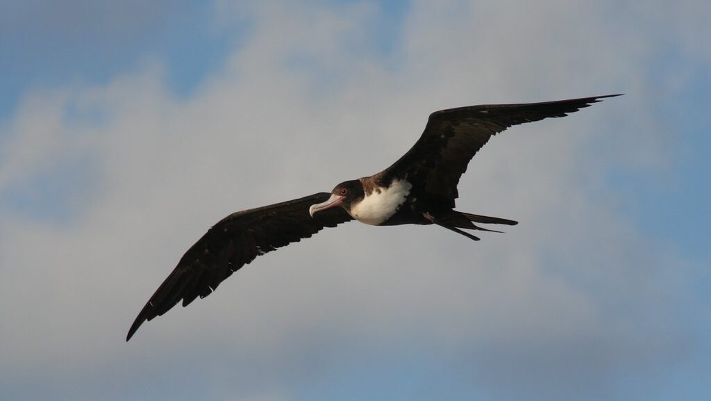 A Female Great Frigatebird gliding through the air, with soft clouds filling the sky in the background