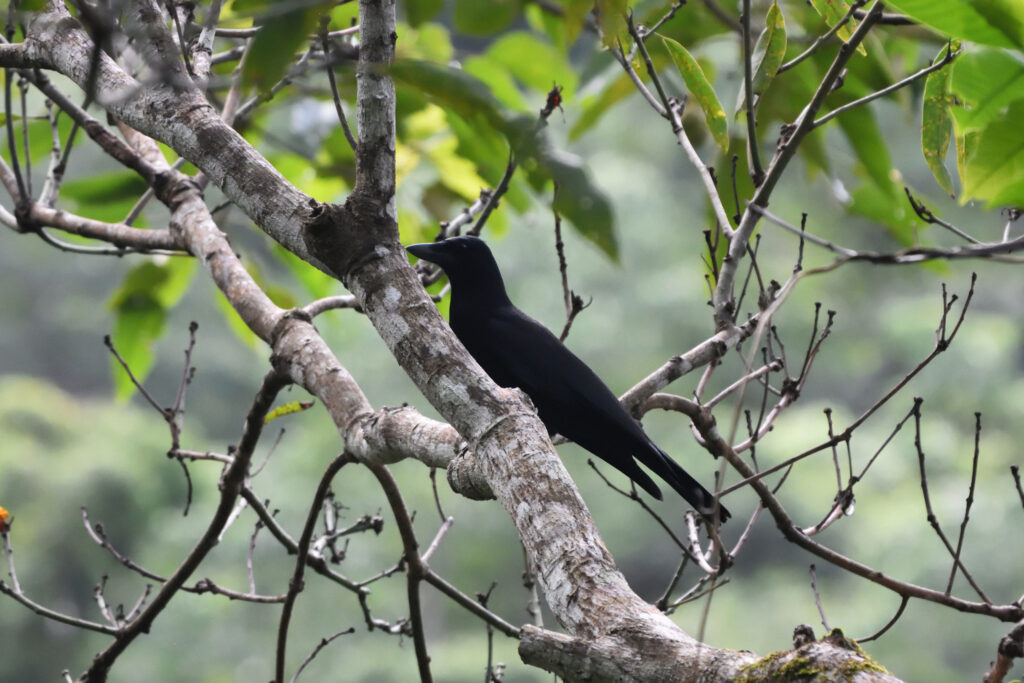A black New Caledonian crow perched on a branch.