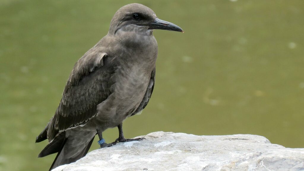 Juvenile Inca Tern on top of rock