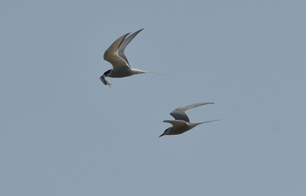 Two terns fly in a light sky, one carrying a small fish in its beak.