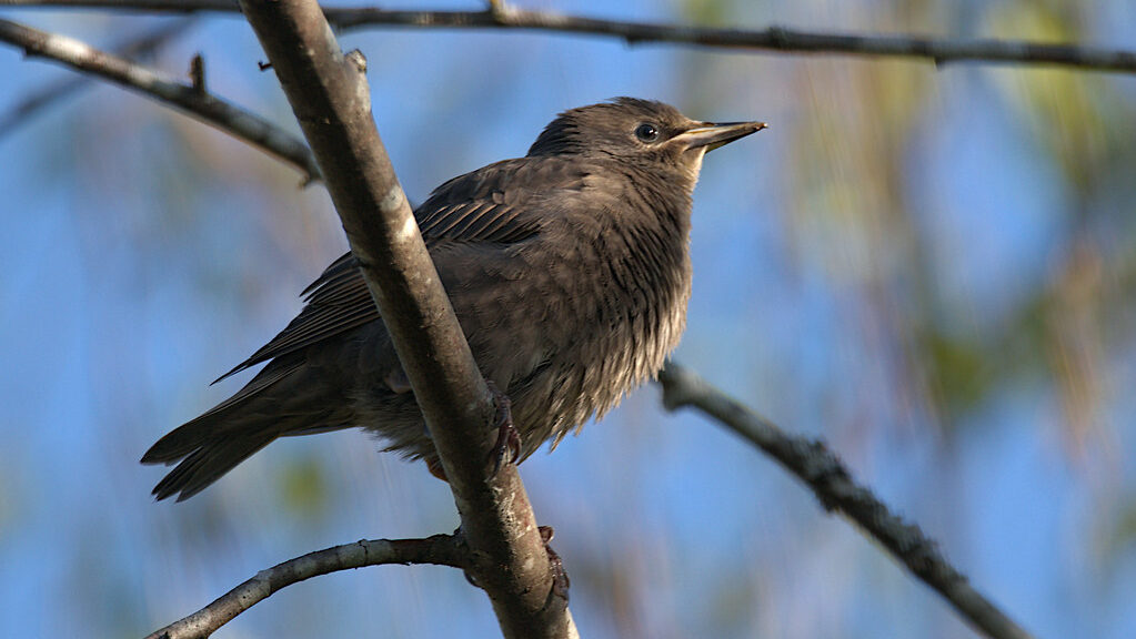 Juvenile European Starling perched on a tree branch