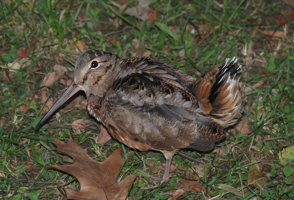 An American Woodcock stands on grass with fallen leaves.
