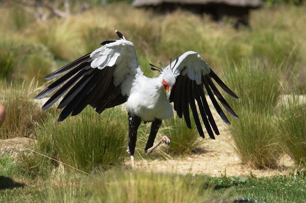 A Secretary Bird with its wings spread walks through grassy terrain.