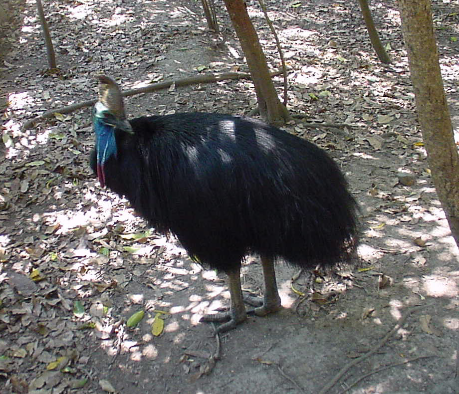 A southern cassowary with a blue head and red wattle stands on dry leaves.