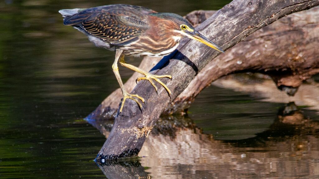Juvenile Green Heron perched on submerged tree root in water, patiently waiting for prey