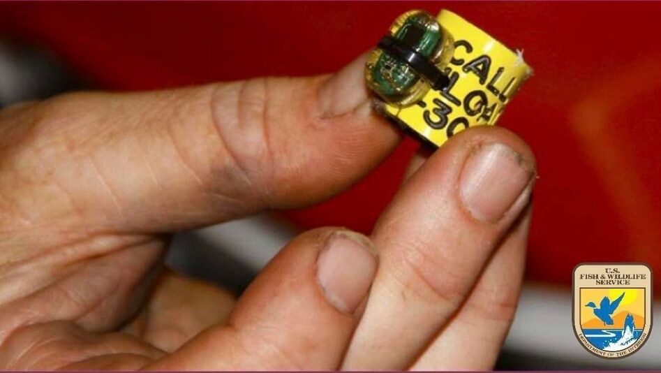 Man holding a bird tracking band