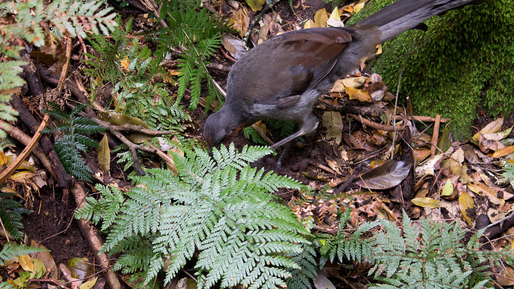 Lyrebird looking down at the forest ground, actively hunting for insects or grubs.