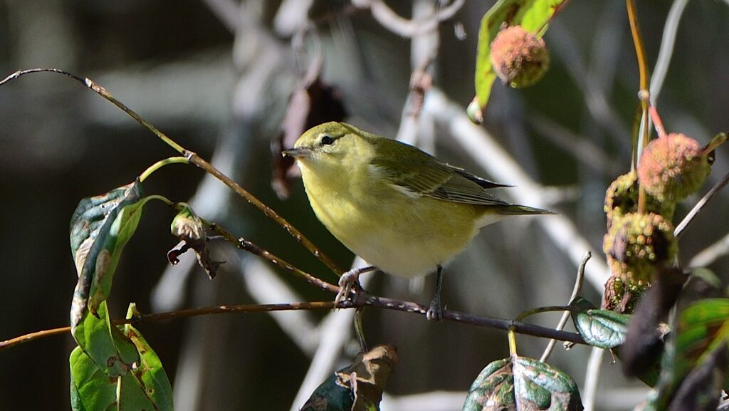 Tennessee Warbler perched delicately on a thin plant stem