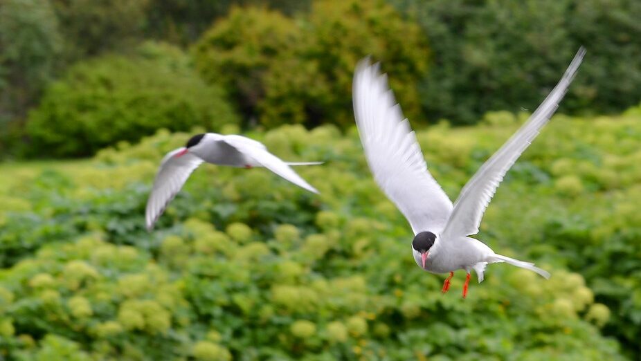 Pair of Arctic Terns soaring above a calm water surface near a forested shore