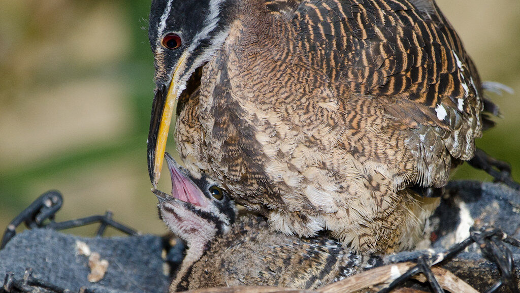 Sunbittern caring for its chick on a nest at Smithsonian's National Zoo