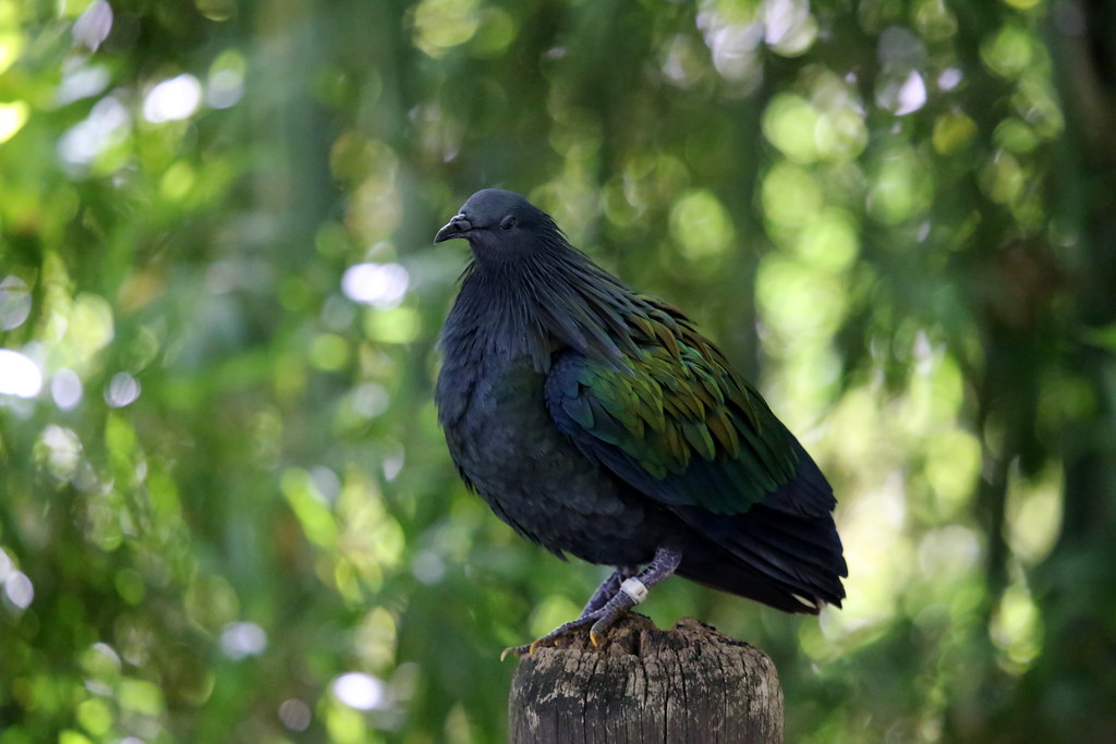 A Nicobar pigeon perches on a tree stump, with a soft, green background.