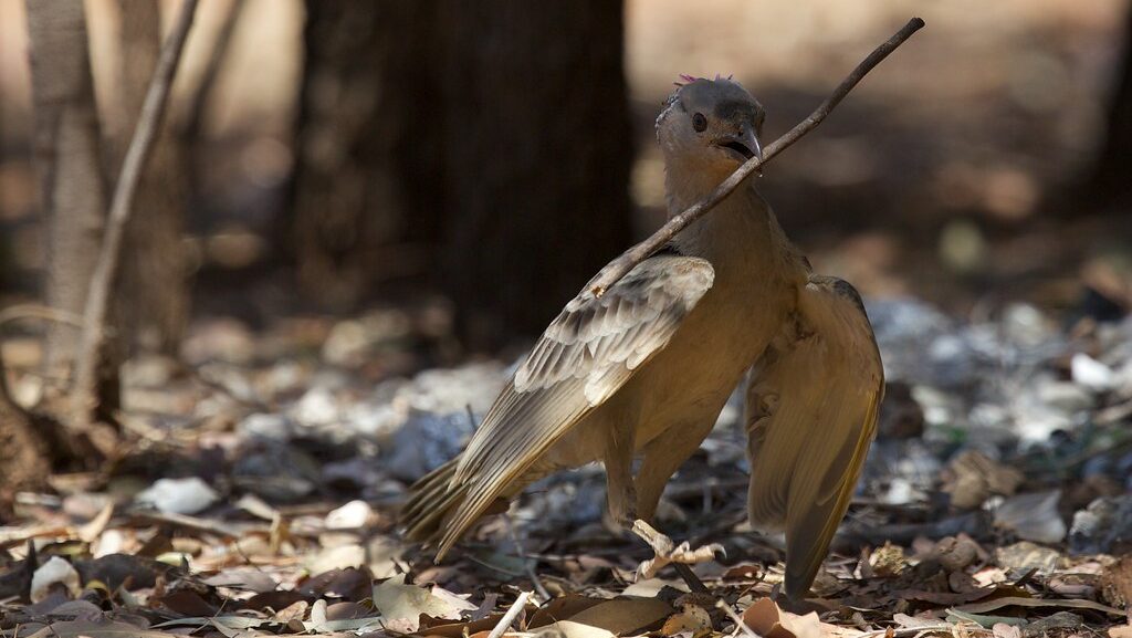 A Fawn-breasted Bowerbird carries a twig in its beak amidst leaf litter on the ground.