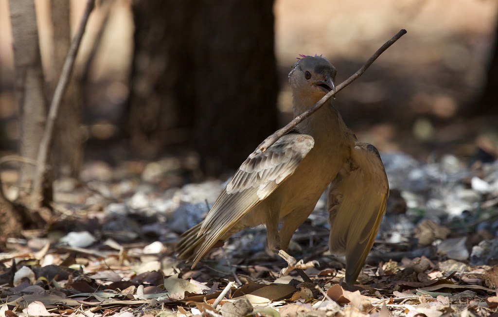 A Fawn-breasted Bowerbird carries a twig in its beak amidst leaf litter on the ground.