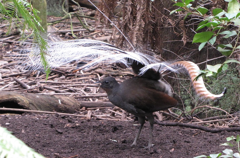 A Superb Lyrebird shows off its remarkable and delicate tail plumage.