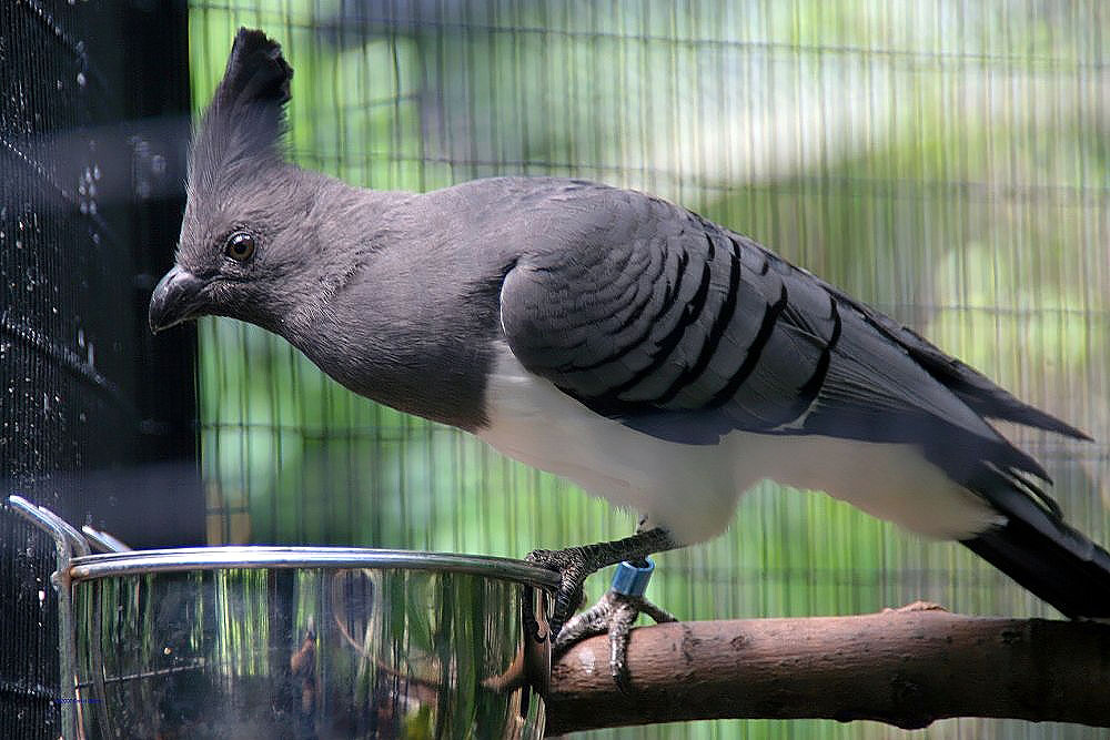 A White-bellied Go-away-bird with a prominent crest stands on a branch.