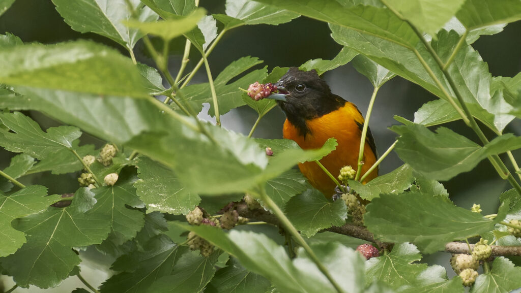 Oriole bird perched on branch feeding on berries