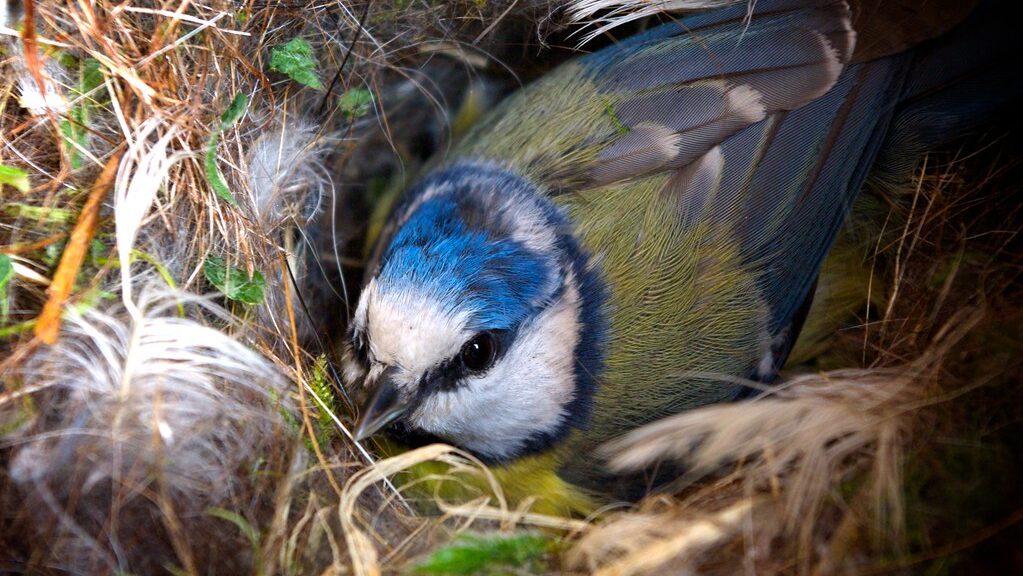 Eurasian Blue Tit brooding inside nest