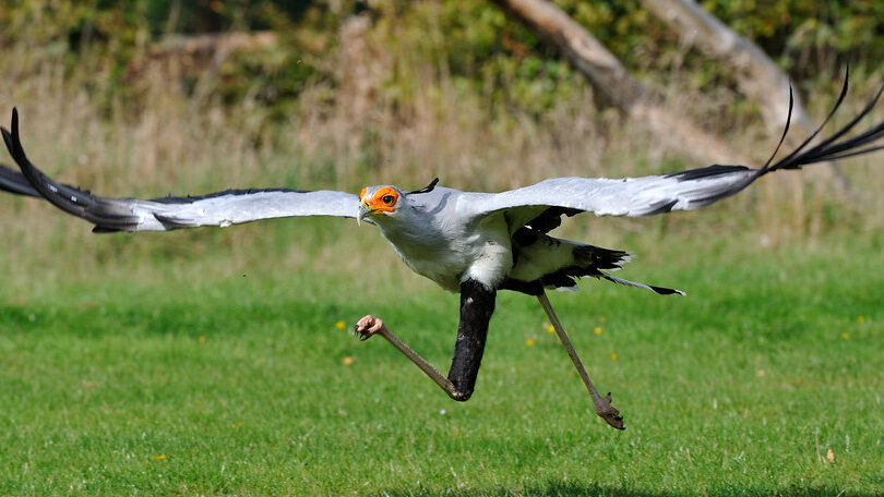Secretary bird running across a grassy field