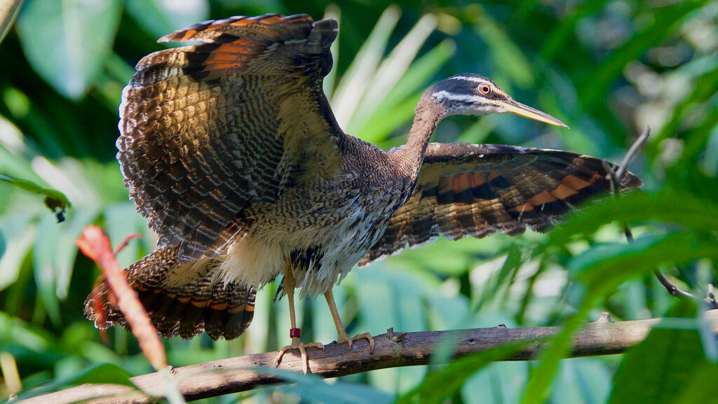 Sunbittern showing its colorful, patterned feathers