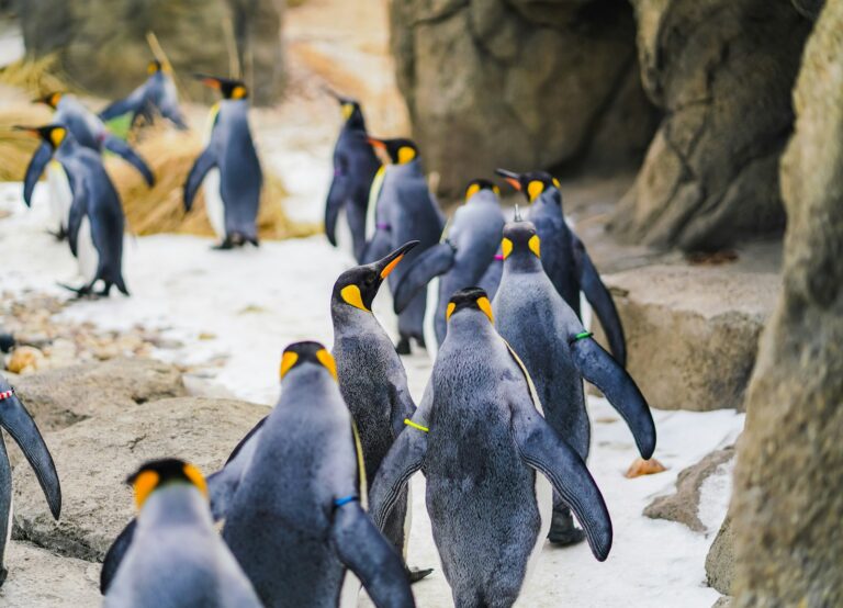 The Bird With Feathers That Glow Under UV Light - bird-life.com - Uv Light And Feather Growth In Birds