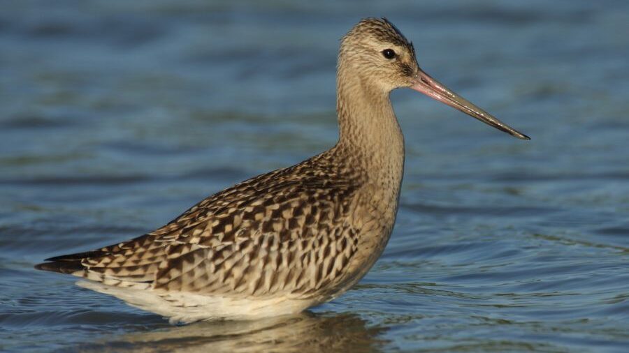Bar-tailed Godwit bird floating on water