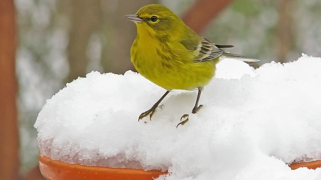 Pine warbler perched on top of snow-covered bird bath