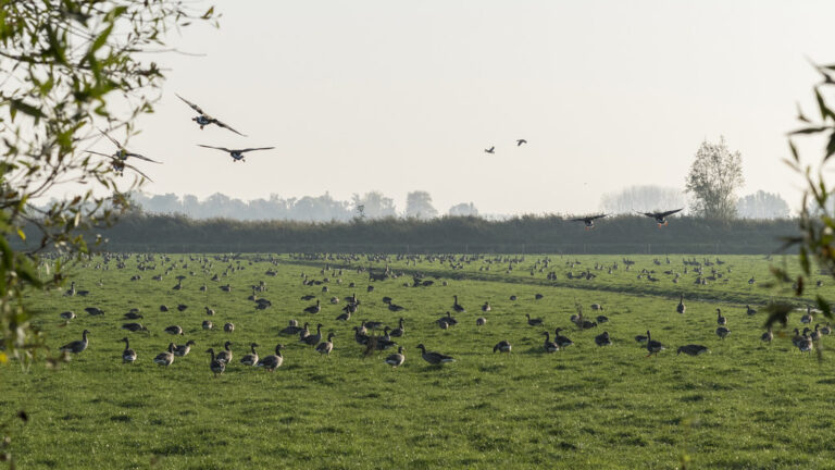 Bar-headed geese are on a green field.