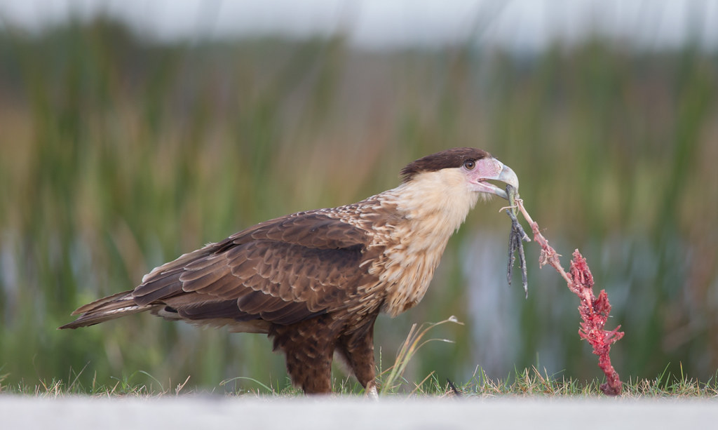 Crested Caracara stands on the ground, holding prey in its beak.