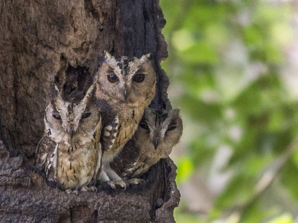 Three Indian Scops Owls are perched inside a tree hollow.