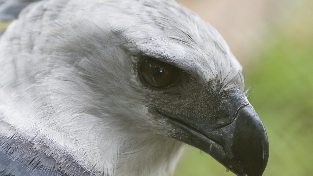 Harpy eagle close-up, highlighting its beak and eyes