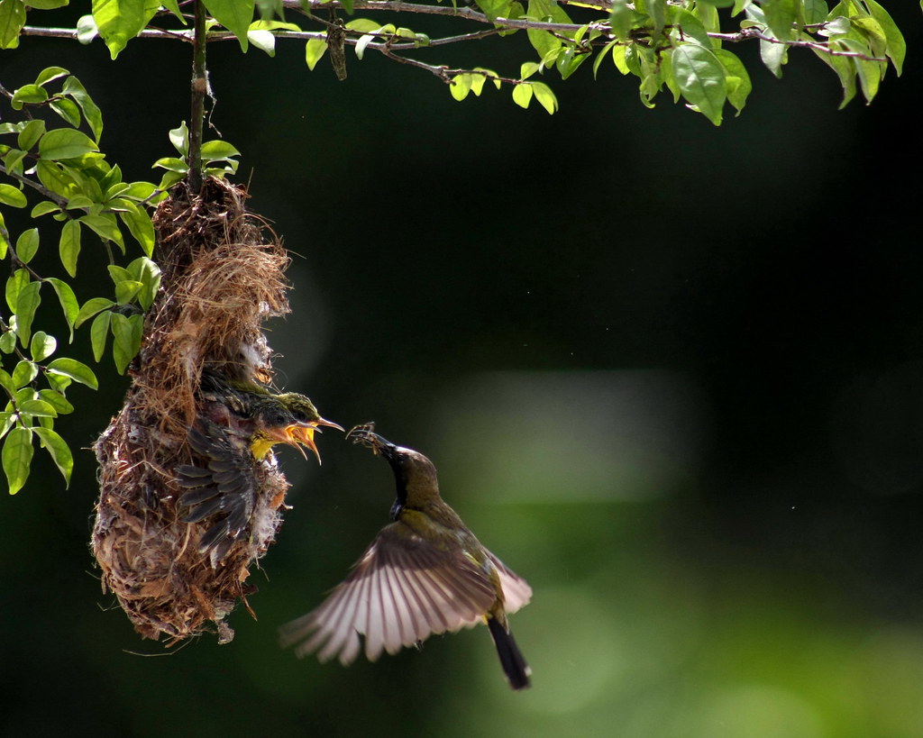 An Olive-backed sunbird feeds its chick in a nest hanging from a branch.