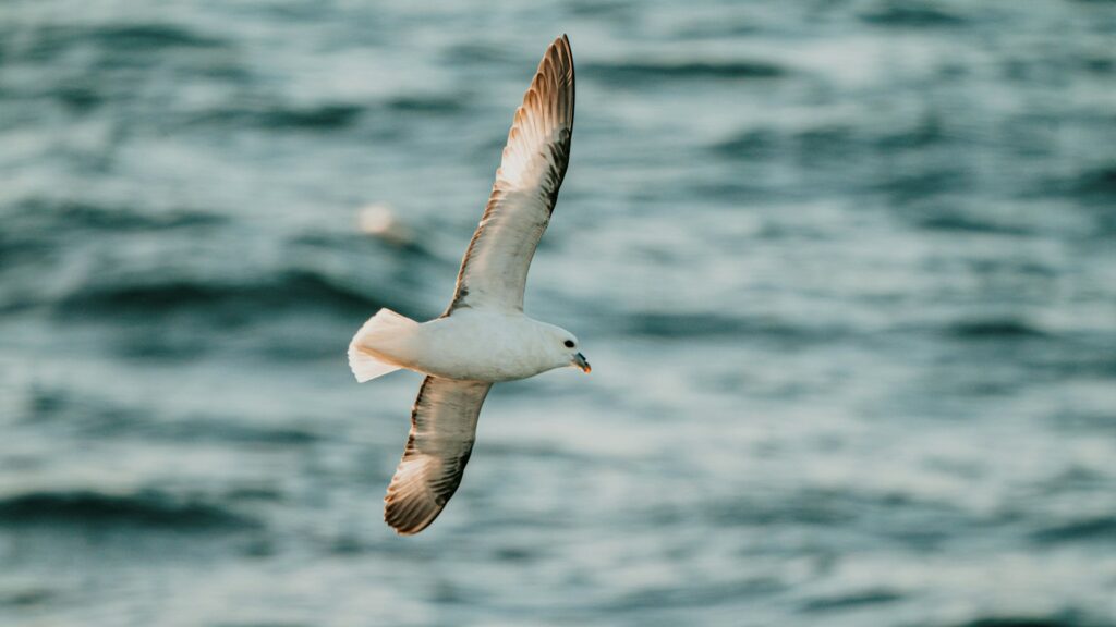 Seabird Northern Fulmar gliding over open ocean waters
