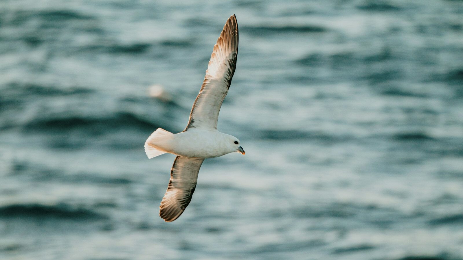 Seabird Northern Fulmar gliding over open ocean waters