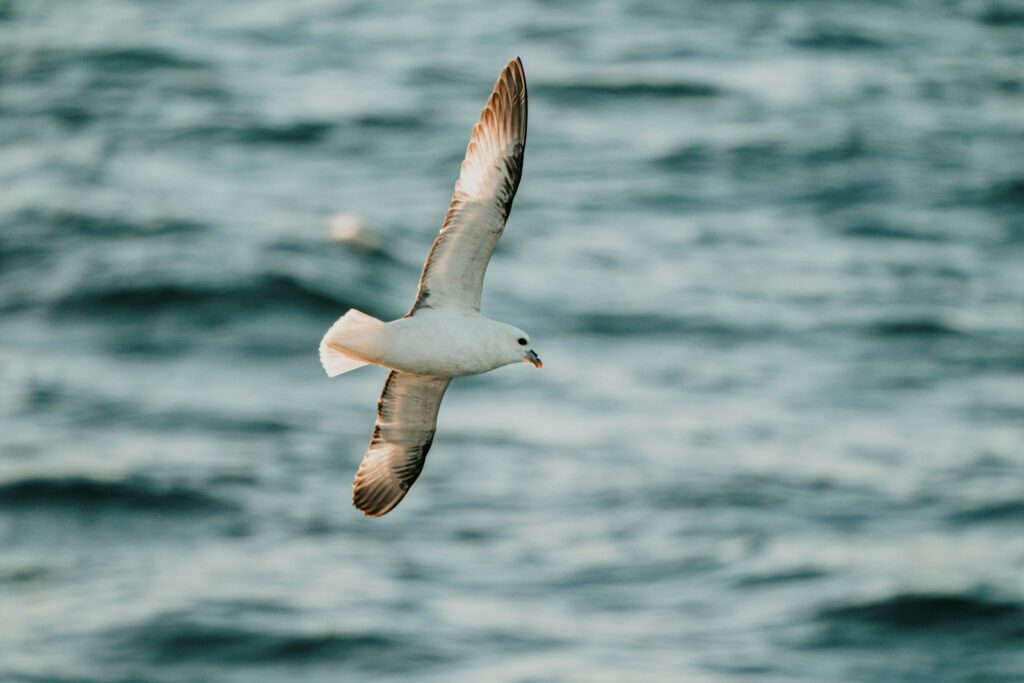 A Northern Fulmar soars over the ocean.